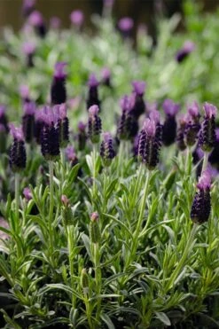 Anouk Spanish Lavender - 1 Gallon Pot 12 Anouk Spanish Lavender - 1 Gallon Pot -Botanhush Sales lavandula stoechas anouk spanish lavender 5 1