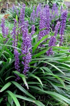 Royal Purple Liriope - Lilyturf - 18 Count Flats Of Pint Pots -Botanhush Sales liriope muscari royal purple lilyturf 102