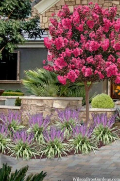 Variegated Liriope - Lilyturf - 72 Pack Of 3.5" Pint Pots 11 Variegated Liriope - Lilyturf - 72 Pack Of 3.5" Pint Pots -Botanhush Sales liriope muscari variegata variegated liriope lilyturf 2