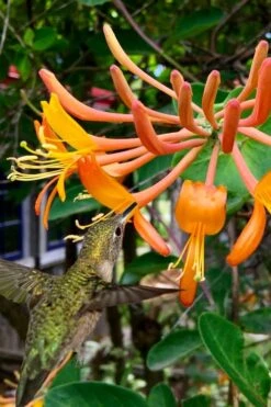 Mandarin Orange Honeysuckle Vine - 1 Gallon Pot -Botanhush Sales lonicera mandarin orange honeysuckle vine 14 1