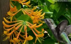 Mandarin Orange Honeysuckle Vine - 1 Gallon Pot -Botanhush Sales lonicera mandarin orange honeysuckle vine 23 1