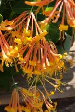 Mandarin Orange Honeysuckle Vine - 3 Gallon Pot -Botanhush Sales lonicera mandarin orange honeysuckle vine 27