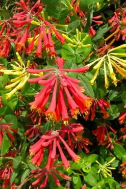 Honey Coral Red Trumpet Honeysuckle - 1 Gallon Pot -Botanhush Sales lonicera sempervirens honey coral red trumpet honeysuckle 1