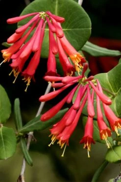 Honey Coral Red Trumpet Honeysuckle - 1 Gallon Pot -Botanhush Sales lonicera sempervirens honey coral red trumpet honeysuckle 4