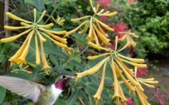 John Clayton Yellow Honeysuckle Vine - 2 Gallon Pot -Botanhush Sales lonicera sempervirens john clayton yellow trumpet honeysuckle 101