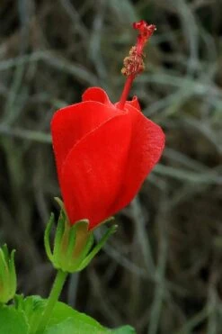 Turk's Cap Mallow - Malvaviscus Drummondii - 1 Gallon Pot 20 Turk's Cap Mallow - Malvaviscus Drummondii - 1 Gallon Pot -Botanhush Sales malvaviscus drummondi turks cap 100