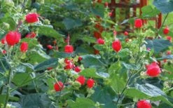 Turk's Cap Mallow (Malvaviscus Drummondii) - 5 Pack Of Quart Pots 22 Turk's Cap Mallow (Malvaviscus Drummondii) - 5 Pack Of Quart Pots -Botanhush Sales malvaviscus drummondi turks cap 105 1