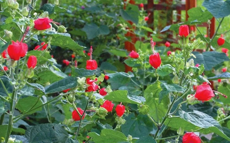 Turk's Cap Mallow (Malvaviscus Drummondii) - 5 Pack Of Quart Pots 11 Turk's Cap Mallow (Malvaviscus Drummondii) - 5 Pack Of Quart Pots - Image 11