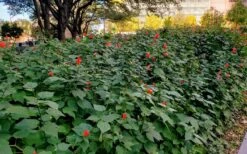 Turk's Cap Mallow - Malvaviscus Drummondii - 1 Gallon Pot 18 Turk's Cap Mallow - Malvaviscus Drummondii - 1 Gallon Pot -Botanhush Sales malvaviscus drummondi turks cap 108