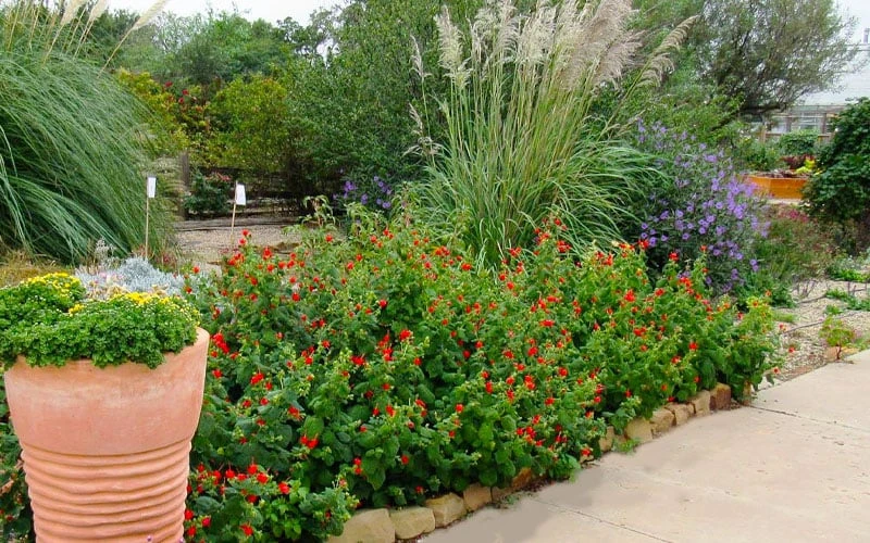 Turk's Cap Mallow (Malvaviscus Drummondii) - 5 Pack Of Quart Pots 5 Turk's Cap Mallow (Malvaviscus Drummondii) - 5 Pack Of Quart Pots - Image 5