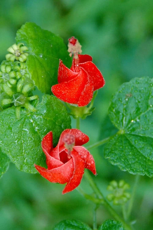 Turk's Cap Mallow (Malvaviscus Drummondii) - 5 Pack Of Quart Pots 9 Turk's Cap Mallow (Malvaviscus Drummondii) - 5 Pack Of Quart Pots - Image 9