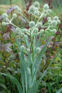 Rattlesnake Master (Eryngium Yuccifolium) - 1 Gallon Pot 15 Rattlesnake Master (Eryngium Yuccifolium) - 1 Gallon Pot -Botanhush Sales master rattlesnake 3 500x750 1