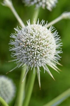 Rattlesnake Master (Eryngium Yuccifolium) - 1 Gallon Pot 19 Rattlesnake Master (Eryngium Yuccifolium) - 1 Gallon Pot -Botanhush Sales master rattlesnake 500x750 1