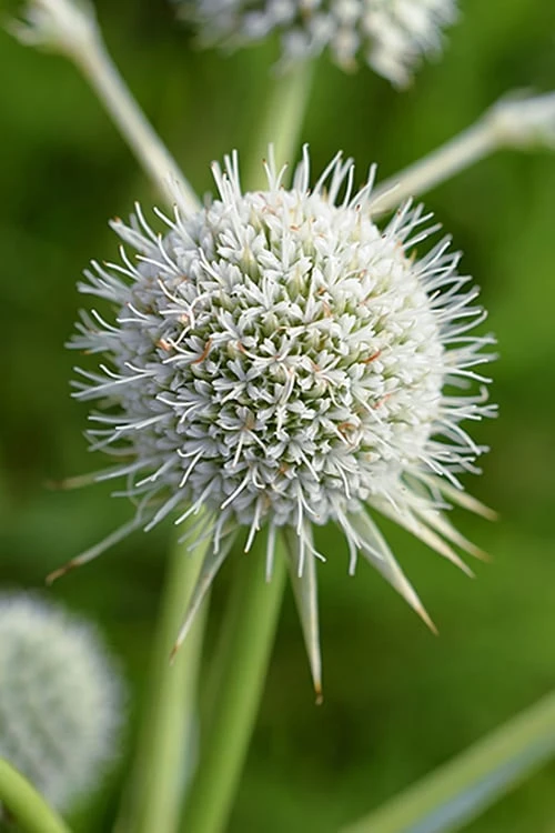 Rattlesnake Master (Eryngium Yuccifolium) - 1 Gallon Pot 10 Rattlesnake Master (Eryngium Yuccifolium) - 1 Gallon Pot - Image 10