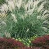 Little Kitten Dwarf Maiden Grass - Miscanthus Sinensis - 6 Pack Of 1 Gallon Pots
