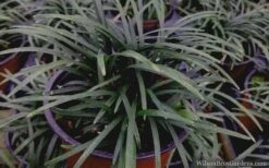 Kyoto Super Dwarf Mondo Grass - 3 Pack Of Pint Pots -Botanhush Sales mondo grass super dwarf 21