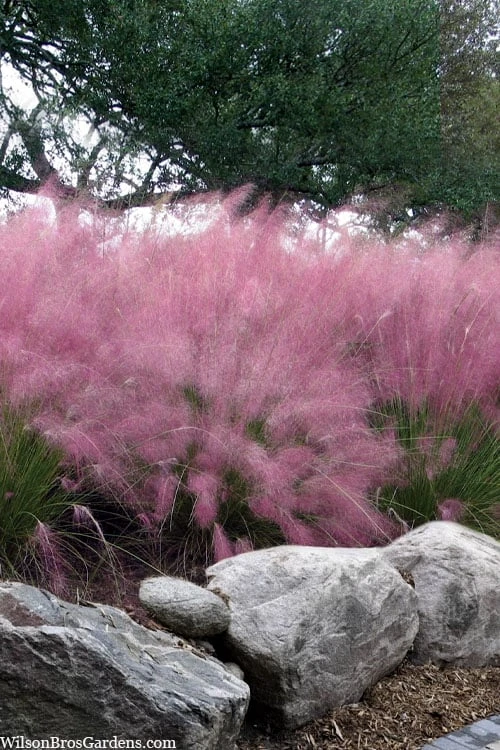 Pink Muhly Grass (Cotton Candy Grass) - 32 Pack Of 1 Gallon Pots 1 Pink Muhly Grass (Cotton Candy Grass) - 32 Pack Of 1 Gallon Pots