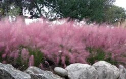 Pink Muhly Grass (Cotton Candy Grass) - 32 Pack Of 1 Gallon Pots 13 Pink Muhly Grass (Cotton Candy Grass) - 32 Pack Of 1 Gallon Pots -Botanhush Sales muhlenbergia capillaris pink muhly cotton candy grass 204 1