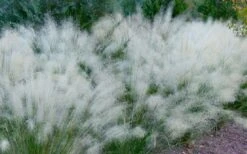 White Cloud Muhly Grass - 6 Pack Of 1 Gallon Pots -Botanhush Sales muhlenbergia capillaris white cloud muhly grass 102