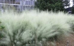 White Cloud Muhly Grass - 6 Pack Of 1 Gallon Pots -Botanhush Sales muhlenbergia capillaris white cloud muhly grass 103