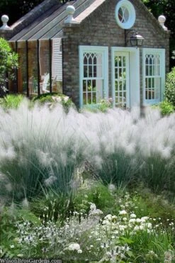 White Cloud Muhly Grass - 6 Pack Of 1 Gallon Pots -Botanhush Sales muhlenbergia capillaris white cloud muhly grass 108