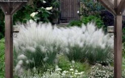 White Cloud Muhly Grass - 6 Pack Of 1 Gallon Pots -Botanhush Sales muhlenbergia capillaris white cloud muhly grass 109