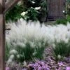 White Cloud Muhly Grass - 6 Pack Of 1 Gallon Pots