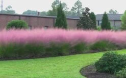 Pink Muhly Grass (Cotton Candy Grass) - 32 Pack Of 1 Gallon Pots 18 Pink Muhly Grass (Cotton Candy Grass) - 32 Pack Of 1 Gallon Pots -Botanhush Sales muhly grass pink 70 1