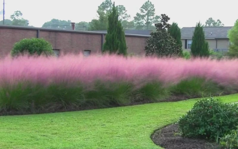 Pink Muhly Grass (Cotton Candy Grass) - 16 Pack Of 1 Gallon Pots 9 Pink Muhly Grass (Cotton Candy Grass) - 16 Pack Of 1 Gallon Pots - Image 9