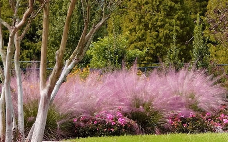 Pink Muhly Grass (Cotton Candy Grass) - 32 Pack Of 1 Gallon Pots 10 Pink Muhly Grass (Cotton Candy Grass) - 32 Pack Of 1 Gallon Pots - Image 10
