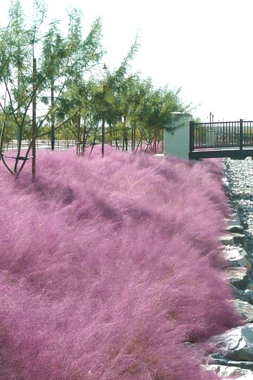 Pink Muhly Grass (Cotton Candy Grass) - 16 Pack Of 1 Gallon Pots 6 Pink Muhly Grass (Cotton Candy Grass) - 16 Pack Of 1 Gallon Pots - Image 6