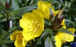 Fireworks Sundrops (Oenothera Fruticosa) - 1 Gallon Pot 14 Fireworks Sundrops (Oenothera Fruticosa) - 1 Gallon Pot -Botanhush Sales oenothera fruticosa fireworks sundrops 12