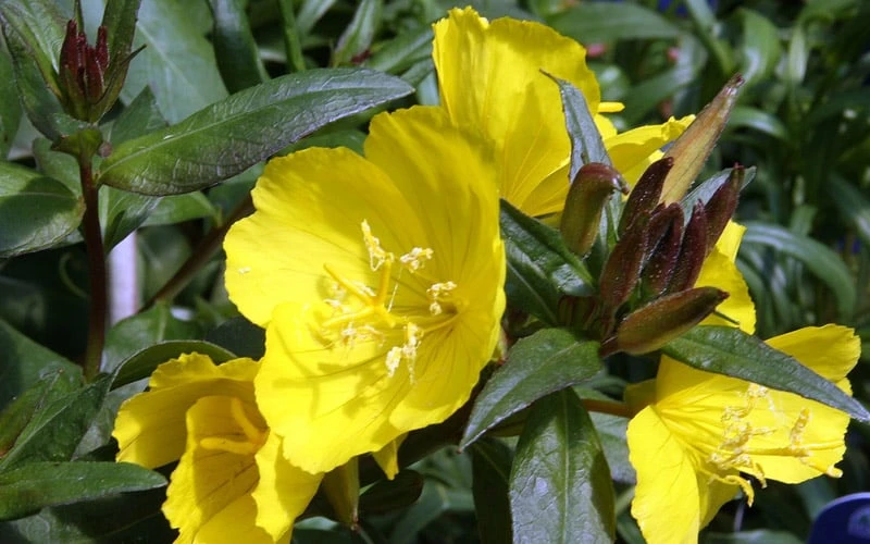 Fireworks Sundrops (Oenothera Fruticosa) - 1 Gallon Pot 7 Fireworks Sundrops (Oenothera Fruticosa) - 1 Gallon Pot - Image 7