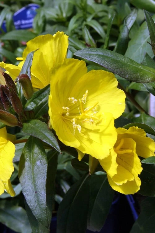 Fireworks Sundrops (Oenothera Fruticosa) - 1 Gallon Pot 5 Fireworks Sundrops (Oenothera Fruticosa) - 1 Gallon Pot - Image 5