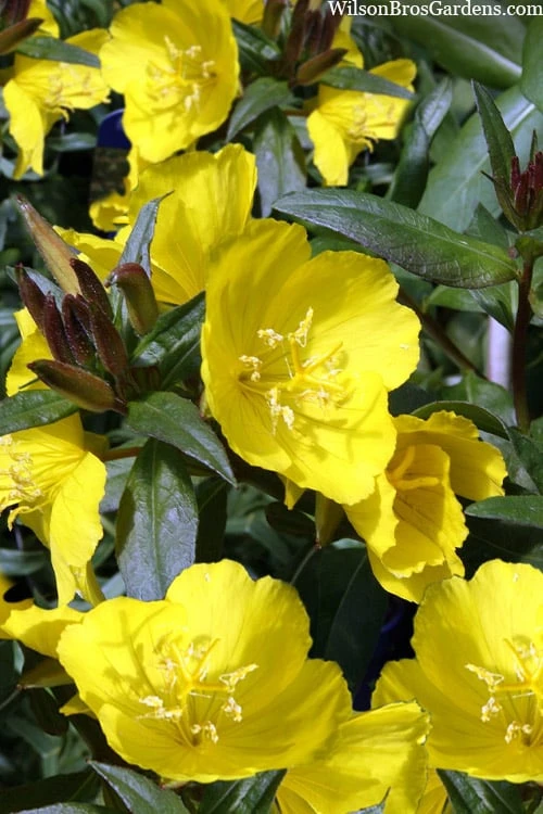 Fireworks Sundrops (Oenothera Fruticosa) - 1 Gallon Pot 1 Fireworks Sundrops (Oenothera Fruticosa) - 1 Gallon Pot