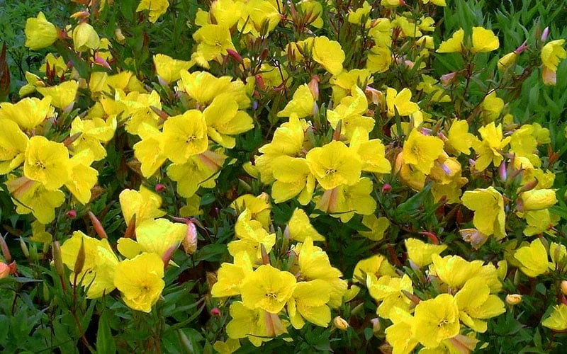 Fireworks Sundrops (Oenothera Fruticosa) - 1 Gallon Pot 8 Fireworks Sundrops (Oenothera Fruticosa) - 1 Gallon Pot - Image 8