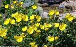 Fireworks Sundrops (Oenothera Fruticosa) - 1 Gallon Pot 13 Fireworks Sundrops (Oenothera Fruticosa) - 1 Gallon Pot -Botanhush Sales oenothera fruticosa fireworks sundrops 17