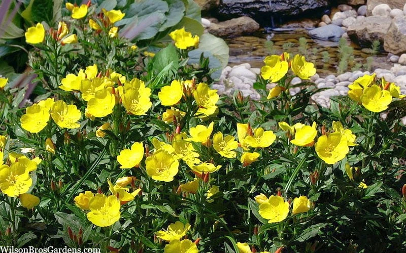 Fireworks Sundrops (Oenothera Fruticosa) - 1 Gallon Pot 6 Fireworks Sundrops (Oenothera Fruticosa) - 1 Gallon Pot - Image 6
