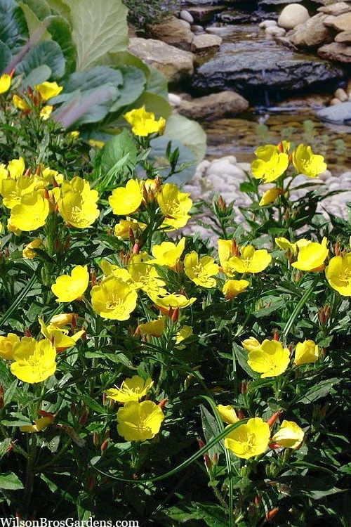 Fireworks Sundrops (Oenothera Fruticosa) - 1 Gallon Pot 4 Fireworks Sundrops (Oenothera Fruticosa) - 1 Gallon Pot - Image 4