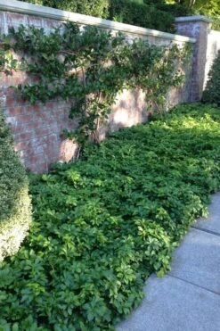 Pachysandra - Japanese Spurge - 18 Count Flat Of Pint Pots -Botanhush Sales pachysandra terminalis japanese spurge 107