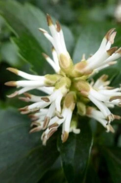 Pachysandra - Japanese Spurge - 18 Count Flat Of Pint Pots -Botanhush Sales pachysandra terminalis japanese spurge 109