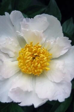 Krinkled White Peony - 1 Gallon Pot 10 Krinkled White Peony - 1 Gallon Pot -Botanhush Sales paeonia krinkled white peony 10