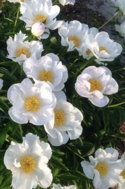 Krinkled White Peony - 1 Gallon Pot 13 Krinkled White Peony - 1 Gallon Pot -Botanhush Sales paeonia krinkled white peony 2