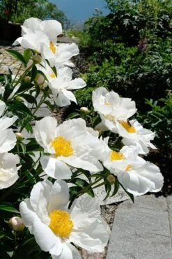 Krinkled White Peony - 1 Gallon Pot 12 Krinkled White Peony - 1 Gallon Pot -Botanhush Sales paeonia krinkled white peony 8