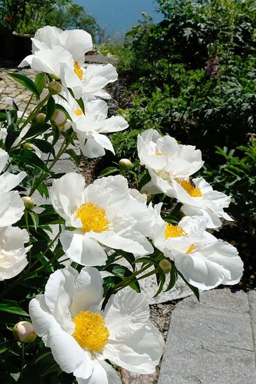 Krinkled White Peony - 1 Gallon Pot 6 Krinkled White Peony - 1 Gallon Pot - Image 6