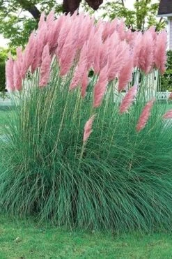 Pink Pampas Grass - 1 Gallon Pot -Botanhush Sales pampas grass pink 5