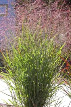 Tall Switch Grass (Panicum Virgatum) - 6 Pack Of 1 Gallon Pots -Botanhush Sales panicum virgatum switch grass 2 1