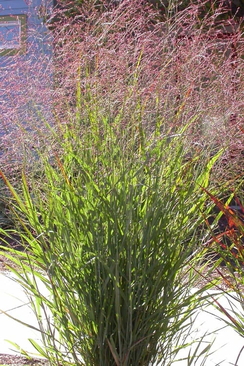 Tall Switch Grass (Panicum Virgatum) - 8 Pack Of 1 Gallon Pots 4 Tall Switch Grass (Panicum Virgatum) - 8 Pack Of 1 Gallon Pots - Image 4