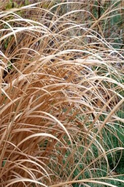 Tall Switch Grass (Panicum Virgatum) - 6 Pack Of 1 Gallon Pots -Botanhush Sales panicum virgatum switch grass 3 1
