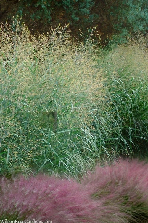 Tall Switch Grass (Panicum Virgatum) - 8 Pack Of 1 Gallon Pots 1 Tall Switch Grass (Panicum Virgatum) - 8 Pack Of 1 Gallon Pots